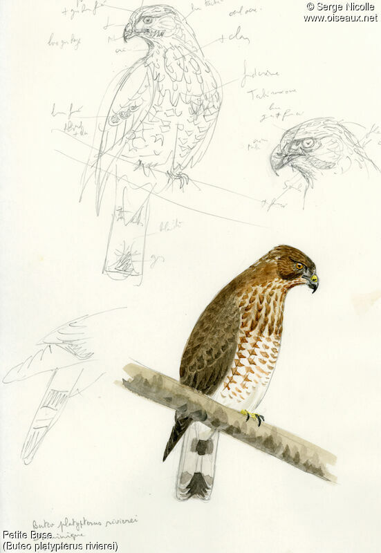 Broad-winged Hawk, identification