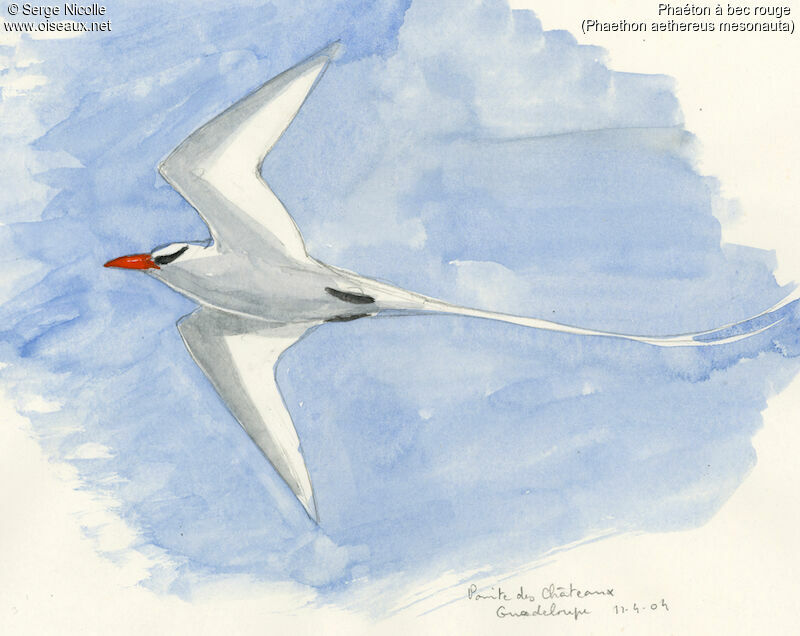 Red-billed Tropicbird, identification