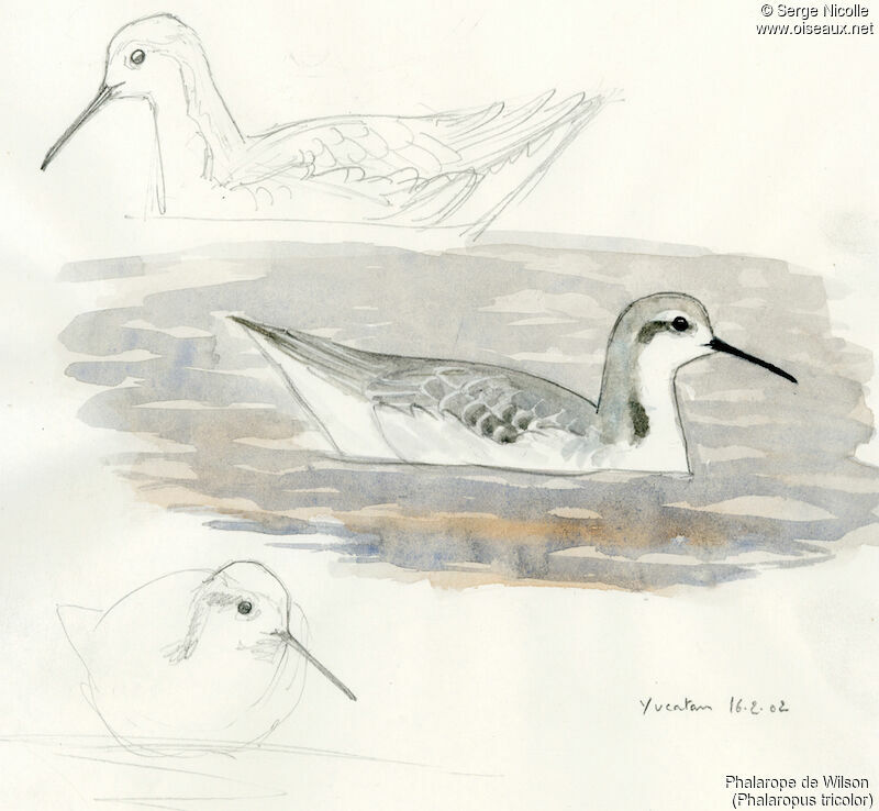 Wilson's Phalarope, identification