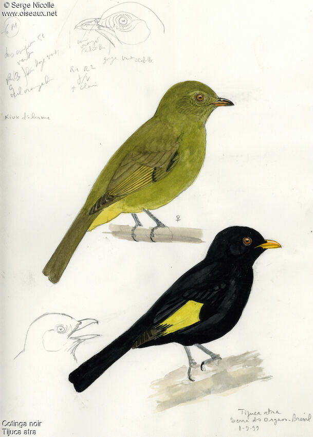 Black-and-gold Cotinga