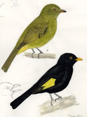 Piauhau noir
