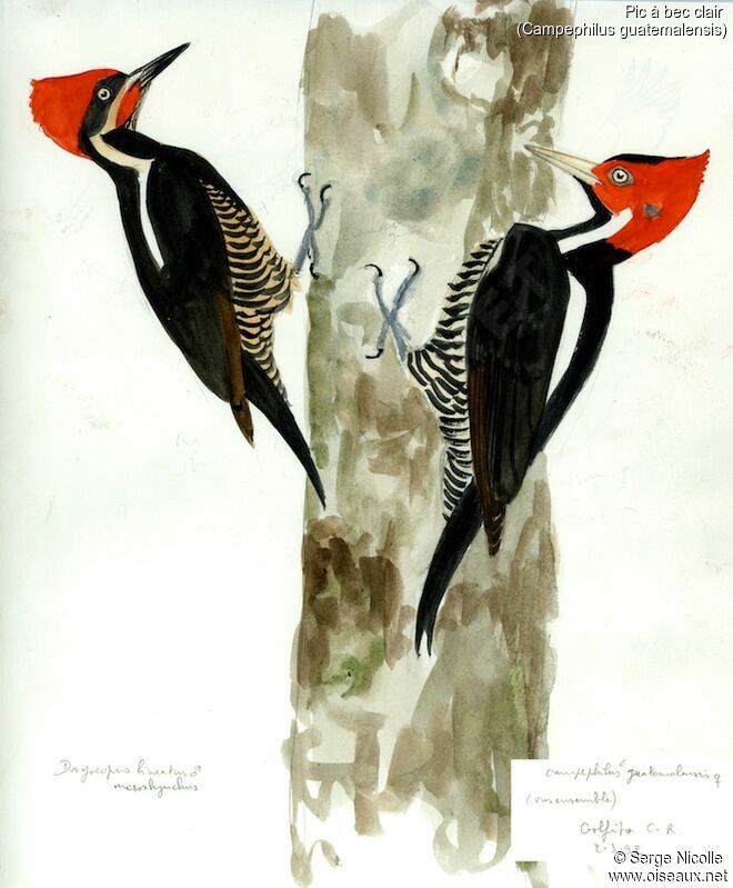 Pale-billed Woodpecker, identification