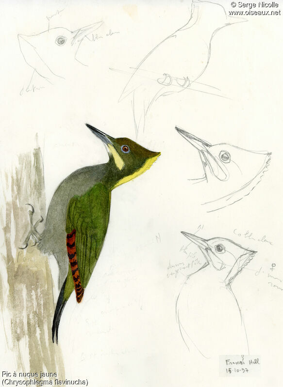 Greater Yellownape, identification