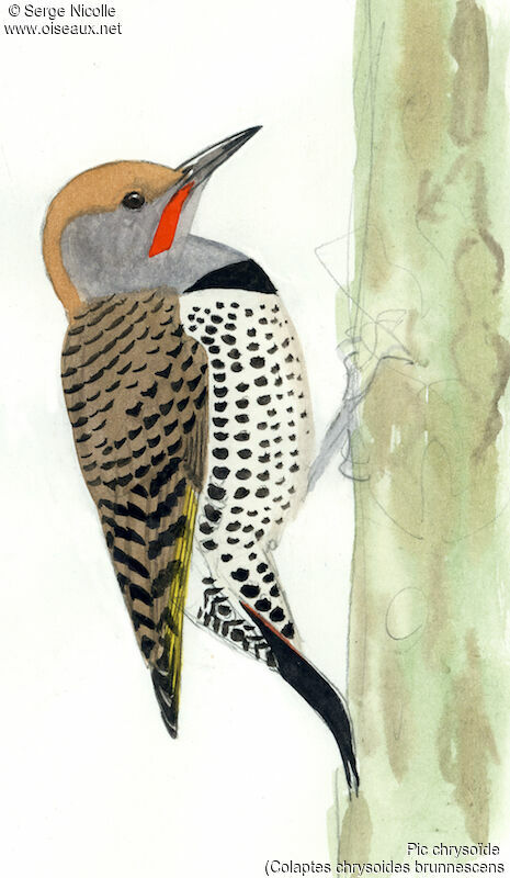 Gilded Flicker, identification