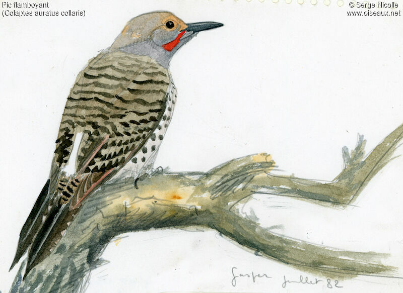 Northern Flicker, identification