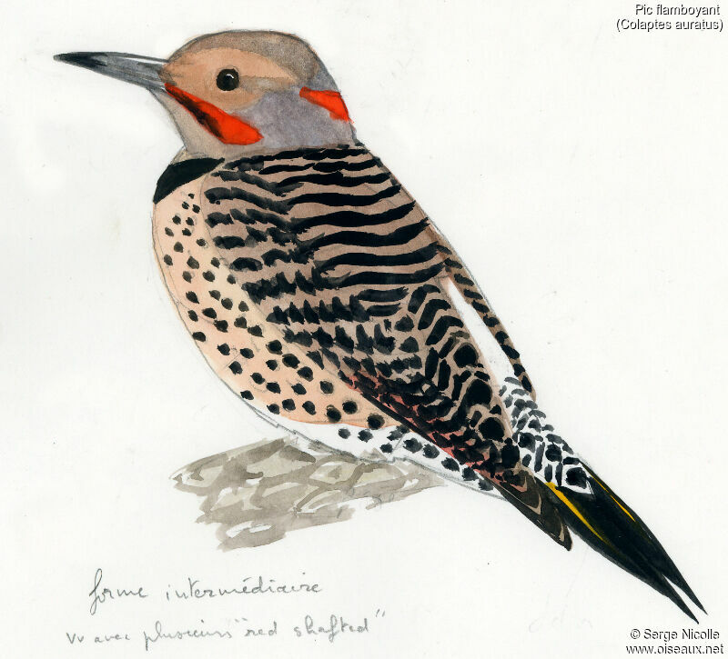 Northern Flicker, identification