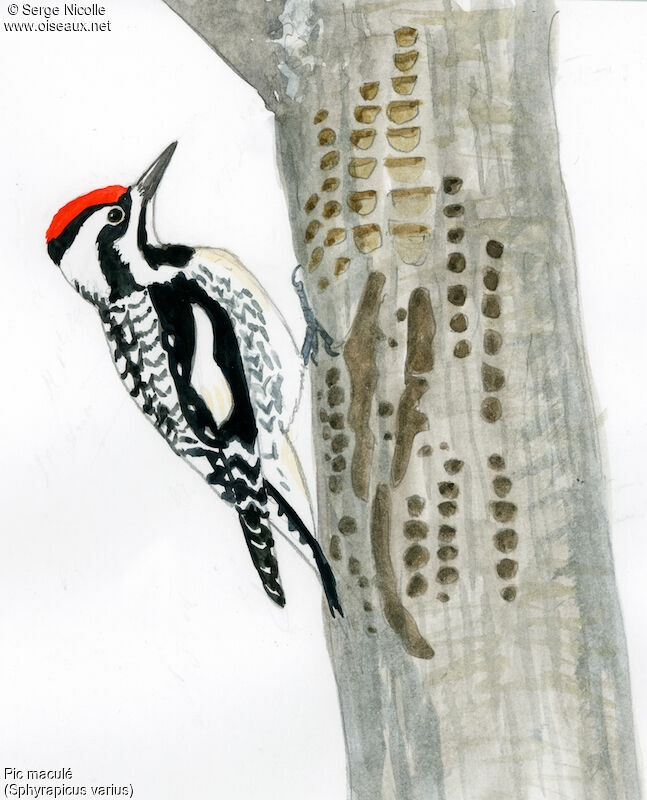 Yellow-bellied Sapsucker female, identification