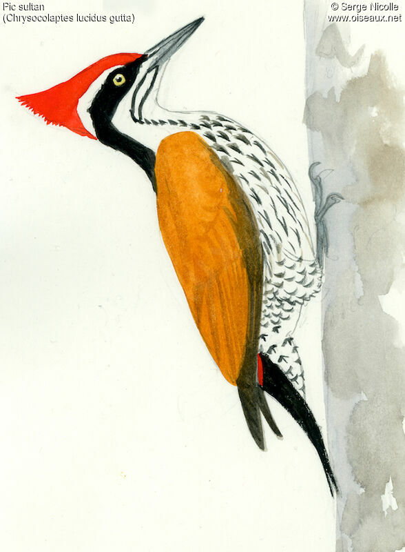 Buff-spotted Flameback male, identification