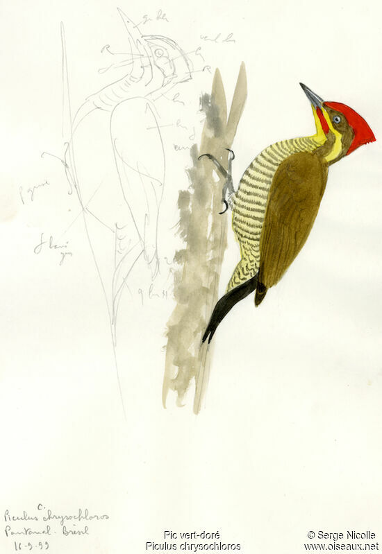 Golden-green Woodpecker, identification