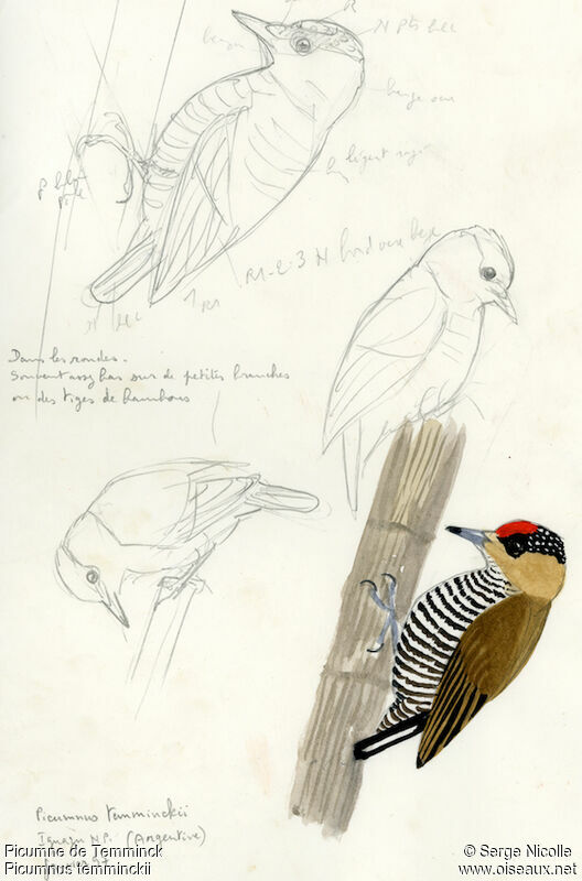 Ochre-collared Piculet, identification