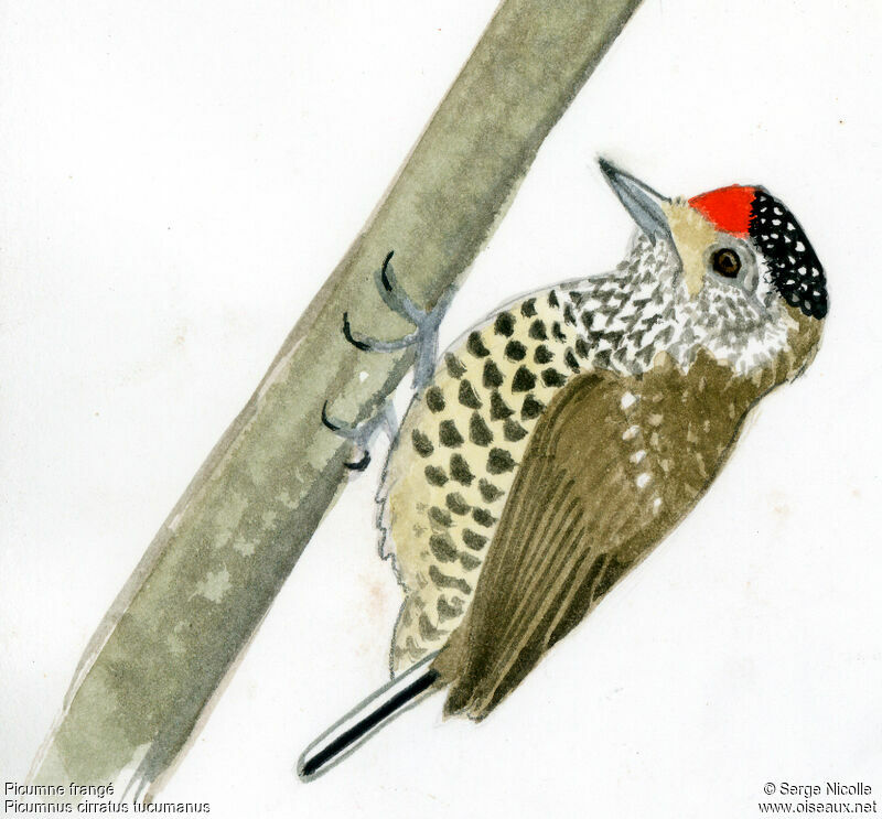 White-barred Piculet male, identification