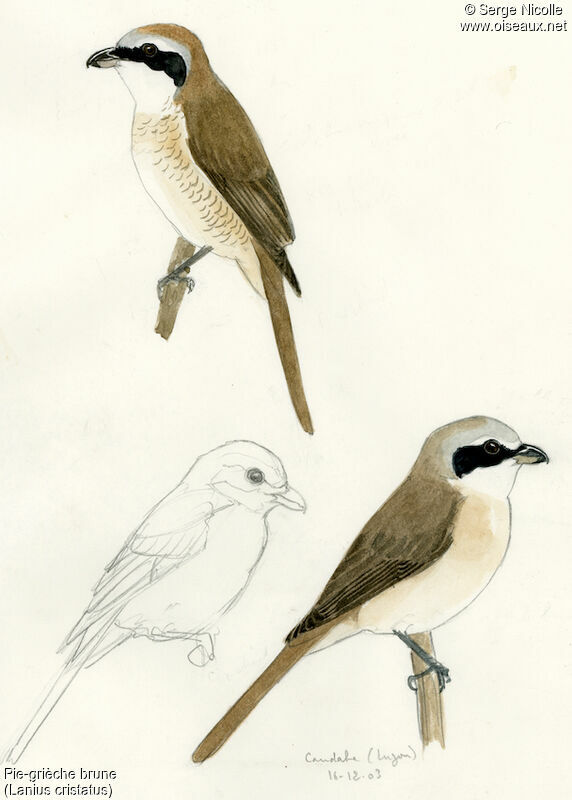 Brown Shrike, identification