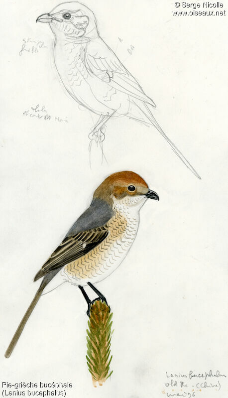 Bull-headed Shrike, identification