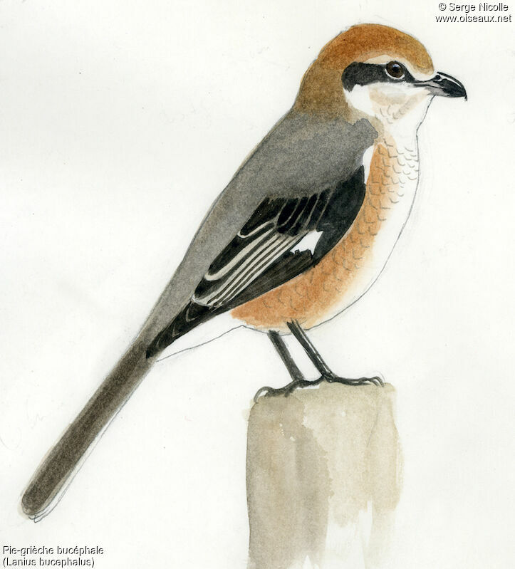 Bull-headed Shrike male adult, identification