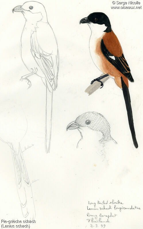 Long-tailed Shrike, identification