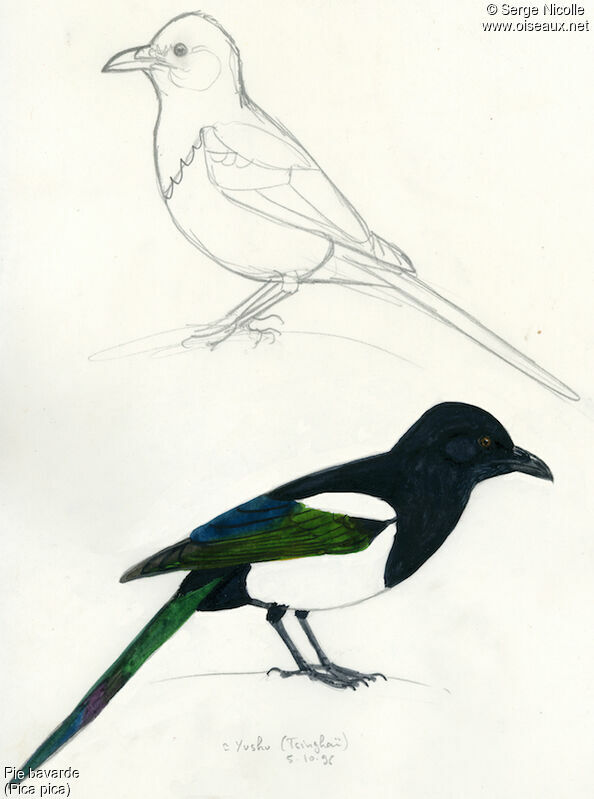 Eurasian Magpie, identification