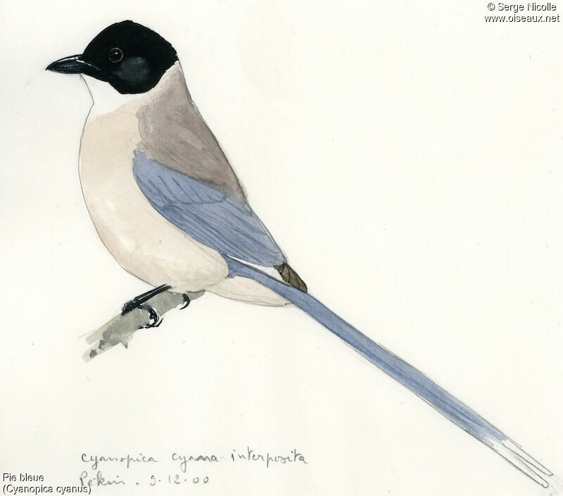 Azure-winged Magpie, identification