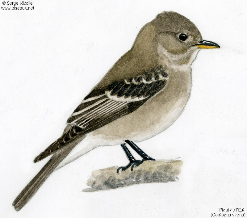 Eastern Wood Pewee, identification