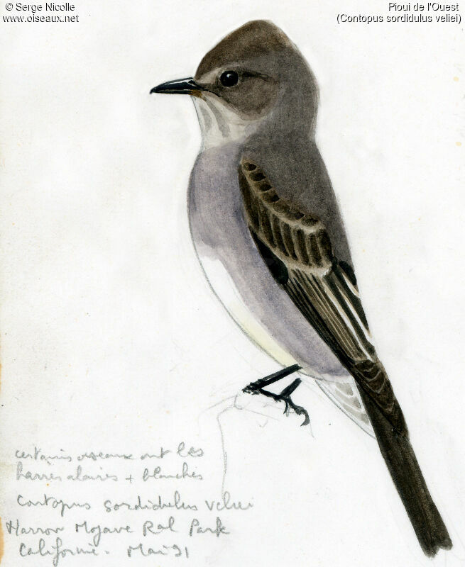 Western Wood Pewee, identification