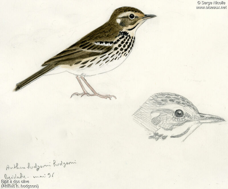 Olive-backed Pipit, identification