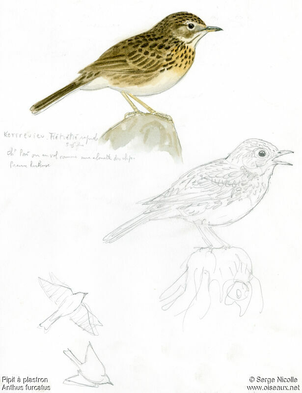 Pipit à plastron, identification