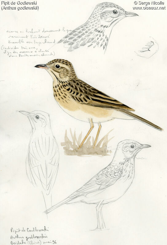 Pipit de Godlewski, identification