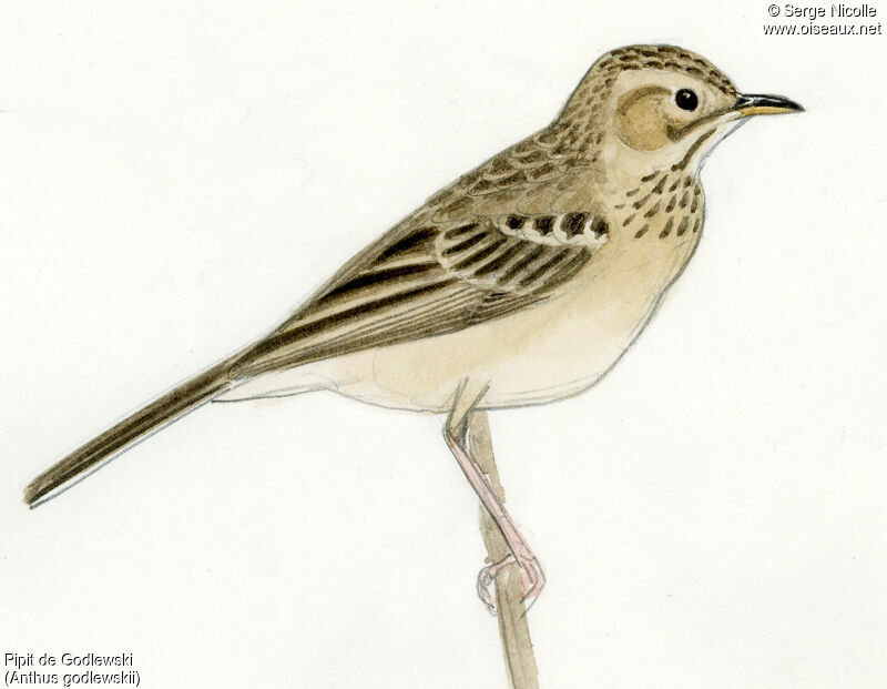 Blyth's Pipit, identification