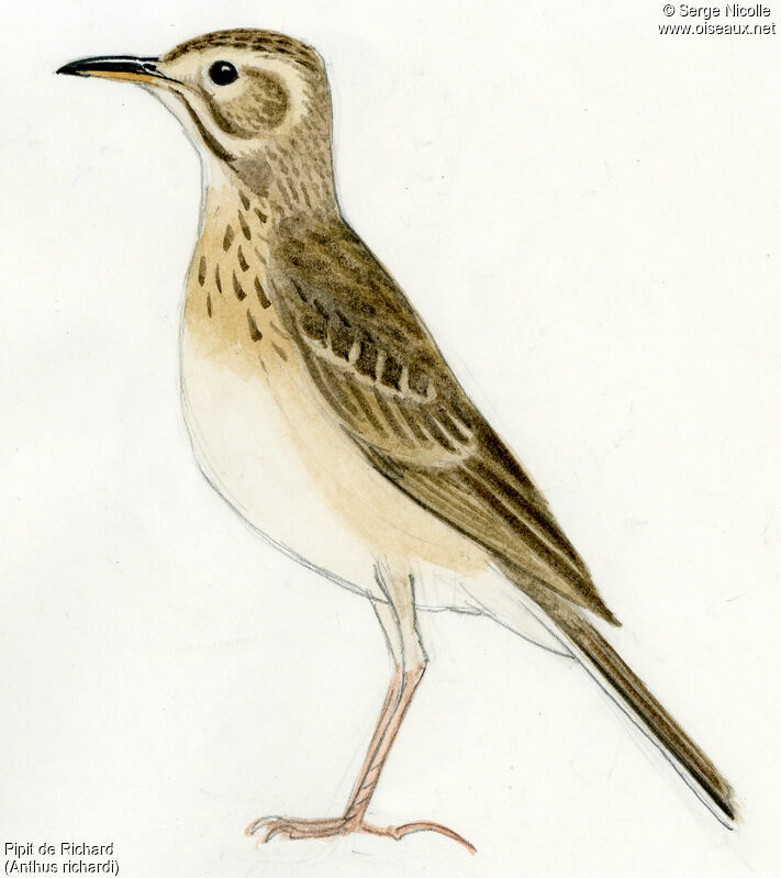 Richard's Pipit, identification