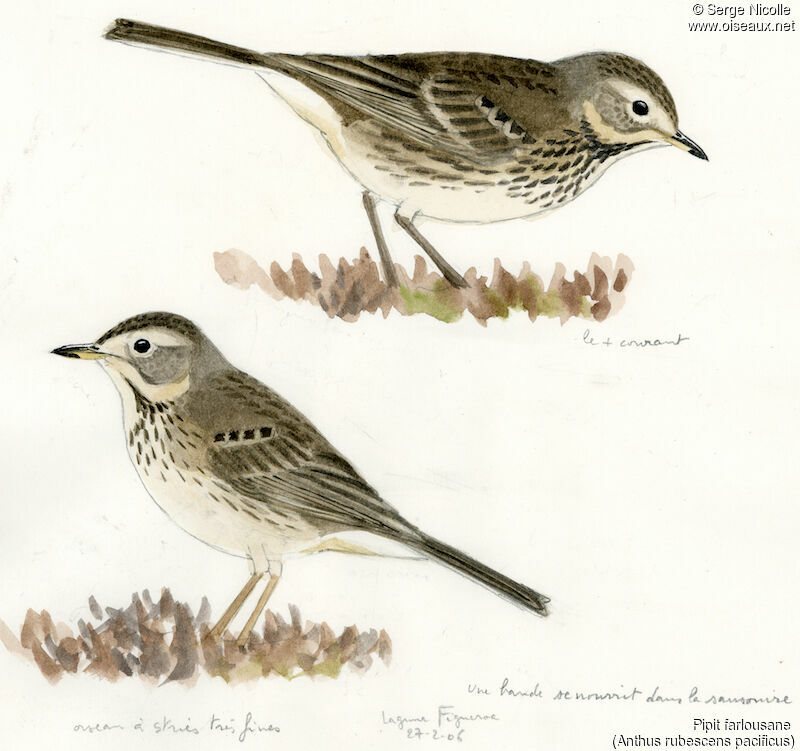 Buff-bellied Pipit, identification