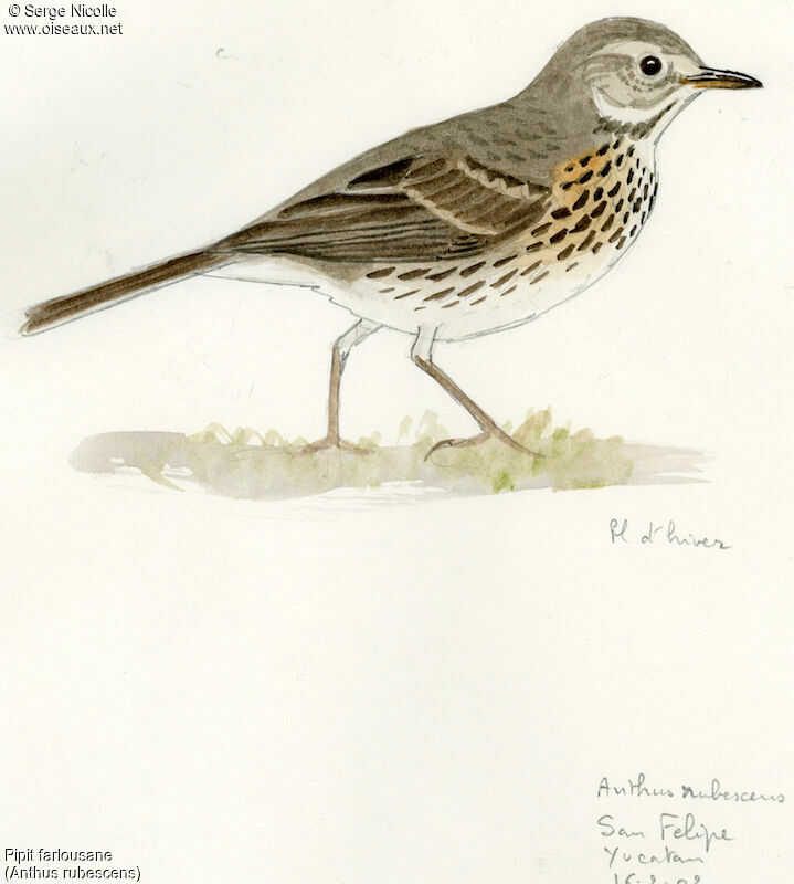 Buff-bellied Pipit, identification