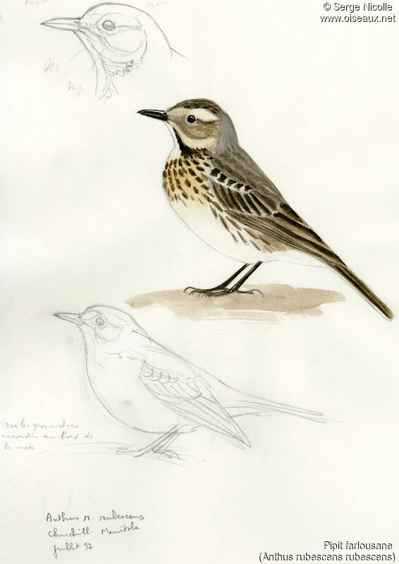 Pipit farlousane, identification