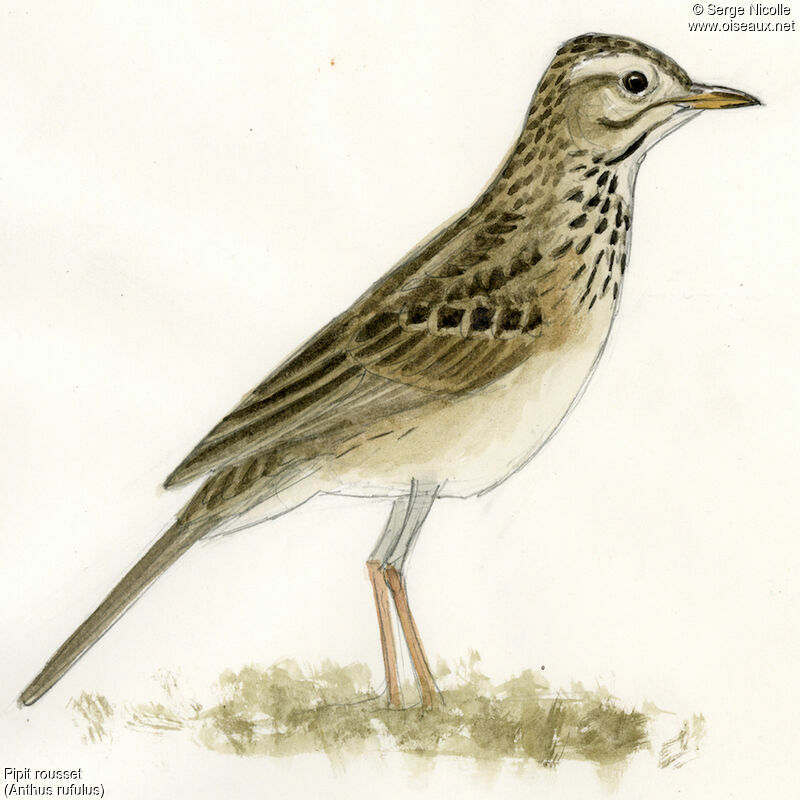 Pipit rousset, identification