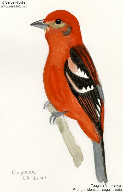 Flame-colored Tanager