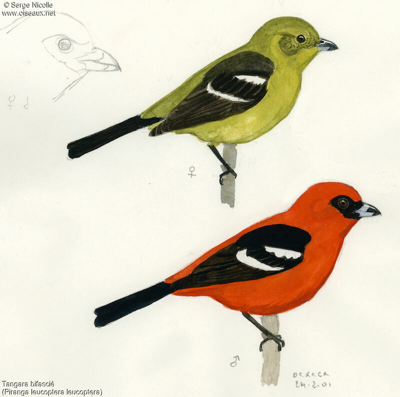 White-winged Tanager