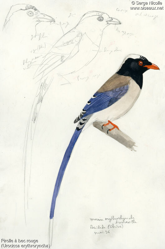 Red-billed Blue Magpie, identification