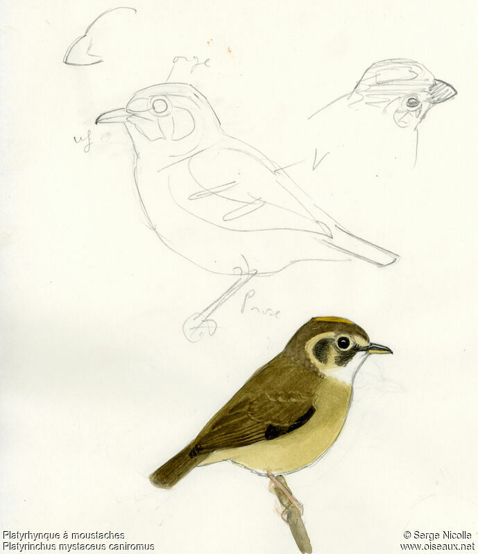 White-throated Spadebill, identification