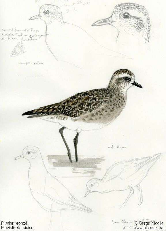 American Golden Plover, identification