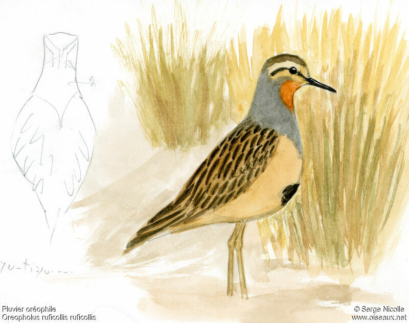 Tawny-throated Dotterel, identification