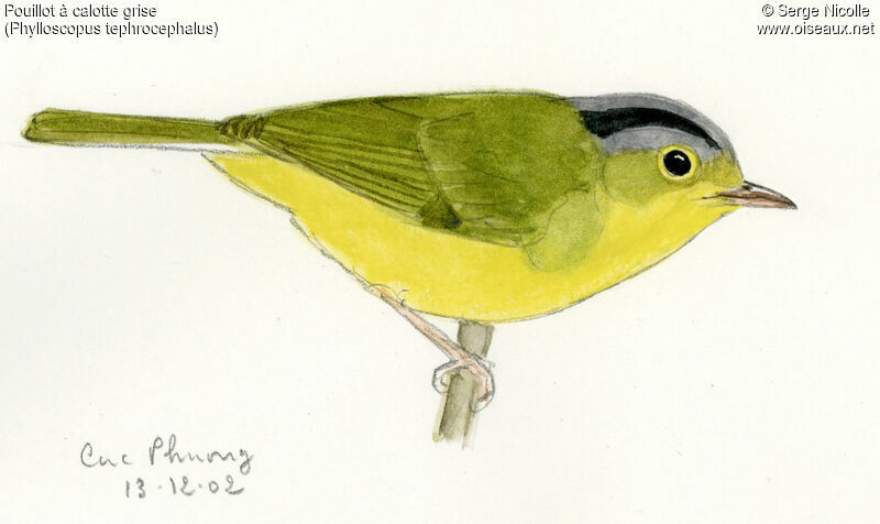 Grey-crowned Warbler, identification