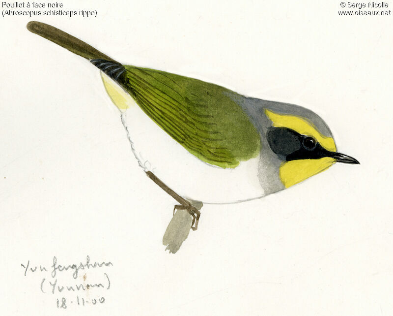 Black-faced Warbler, identification