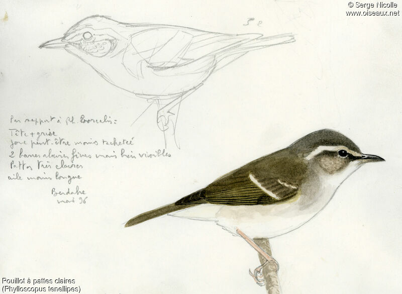 Pale-legged Leaf Warbler, identification