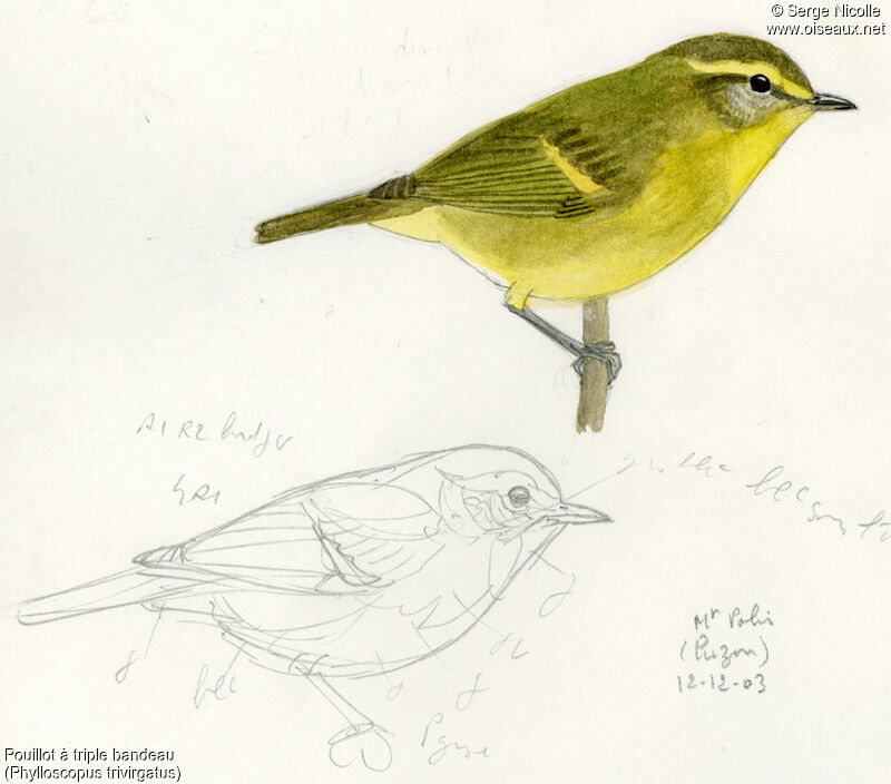 Mountain Leaf Warbler, identification