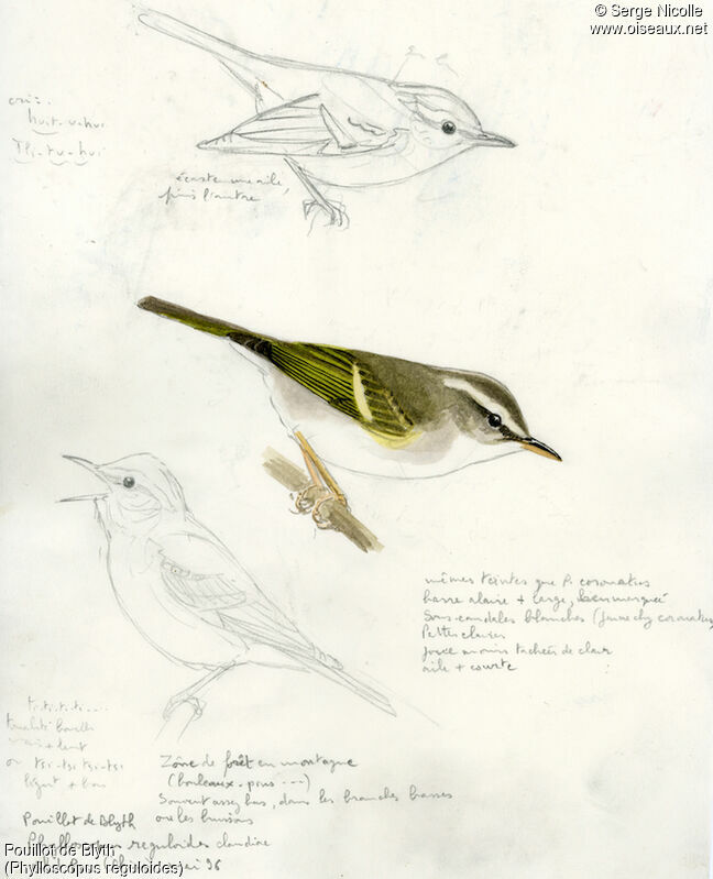 Blyth's Leaf Warbler, identification