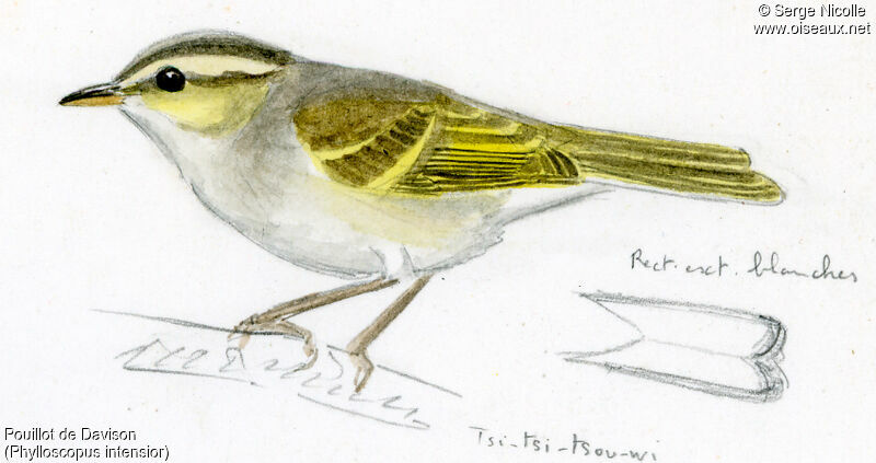 Davison's Leaf Warbler, identification