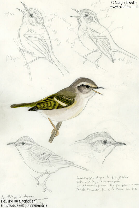 Chinese Leaf Warbler, identification