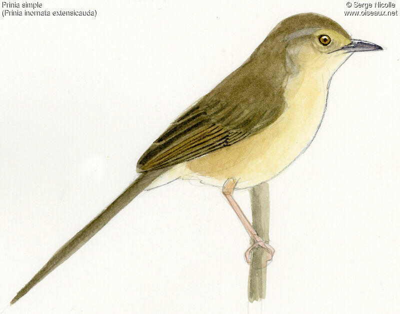 Plain Prinia, identification