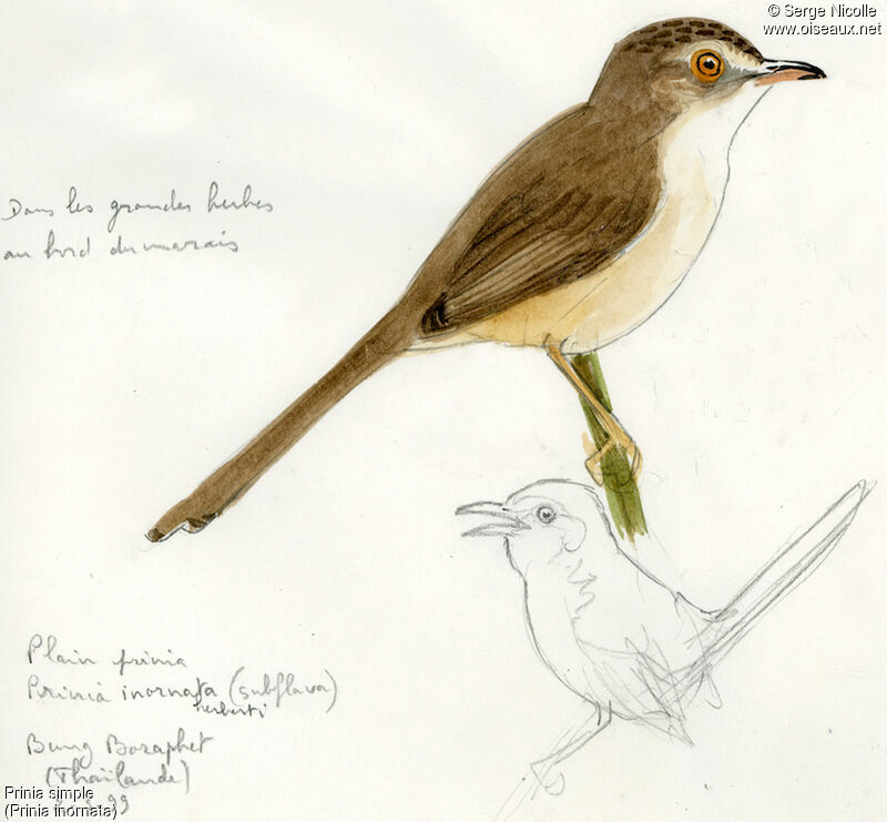 Prinia simple, identification