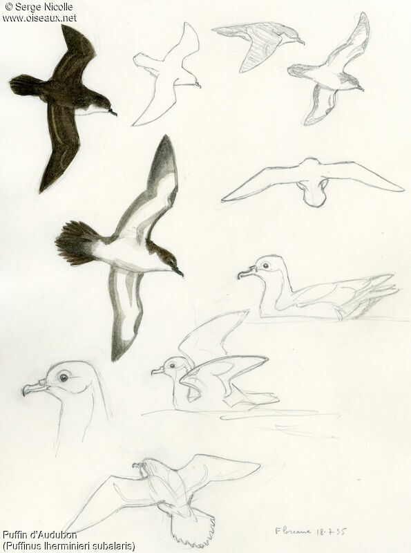 Audubon's Shearwater, identification