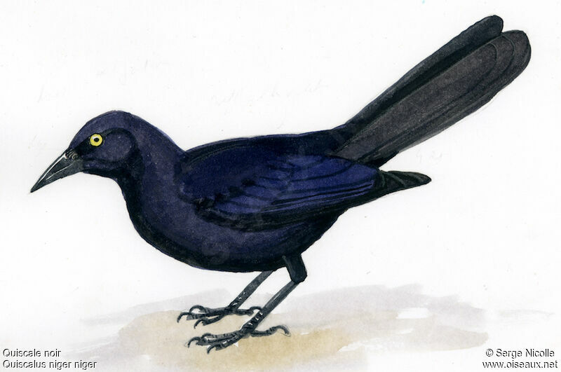 Greater Antillean Grackle, identification