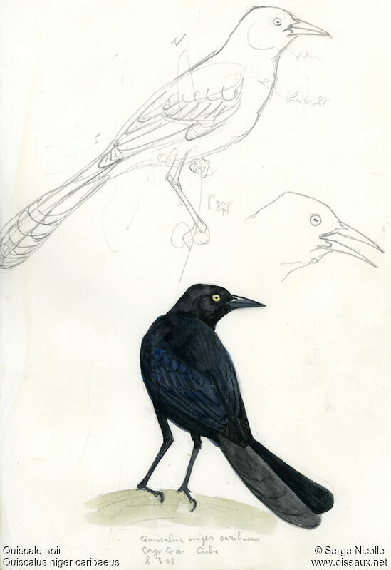 Greater Antillean Grackle, identification